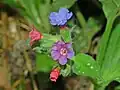 Flowers of Pulmonaria officinalis