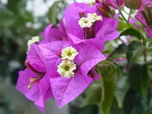 Almindelig Trillingranke (Bougainvillea glabra)