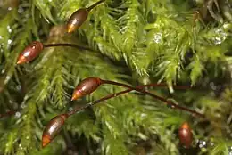 Park-Kortkapsel Brachythecium populeum