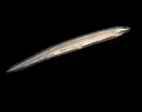 Lancetfisk Branchiostoma lanceolatum