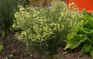 Broccoli (Brassica oleracea var. italica) i blomst.