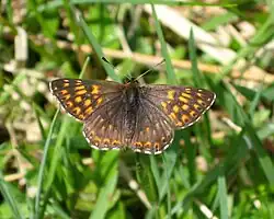 Terningsommerfugl Hamearis lucinaFoto: Harald Süpfle