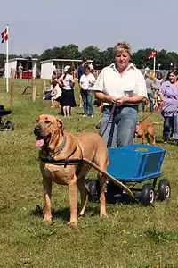Broholmeren "Frøy" forspændt vogn til det historiske dyrskue på Gl. Estrup, 2007