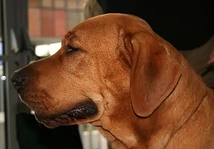 Profil af en Broholmer