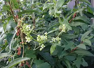 Tvebo Galdebær: Blomster og blade.