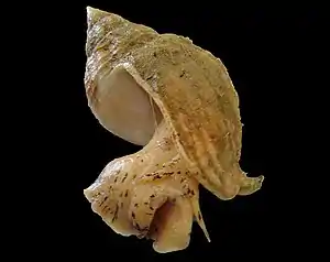 Konken (Buccinum undatum).Foto: Hans Hillewaert