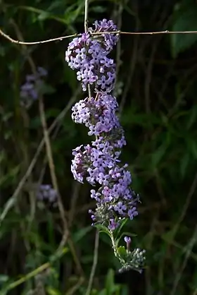 Småbladet buddleja (Buddleja alternifolia) Foto: Wouter Hagens