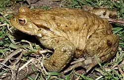 Skrubtudse (B. bufo)