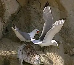 Rider ved Bulbjerg Foto: Malene Thyssen, 2004