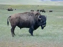 Bison fra National Bison Range i Montana, USA