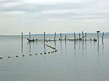 Bundgarns-fiskeri. Bæredygtigt og miljøskånsomt fiskeri i Aarhus Bugt.