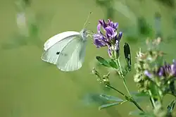 Lille kålsommerfugl (Pieris rapae)