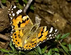 Foto: Kirsten Poulsen