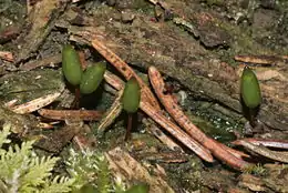 Grøn Buxbaumia Buxbaumia viridis