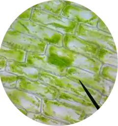 Elodea-bladceller observeret med et lysmikroskop, 40x objektivlinse og 16x okularlinse. Samlet forstørrelse: 640.