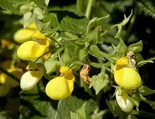 Calceolaria bilatata blomster.