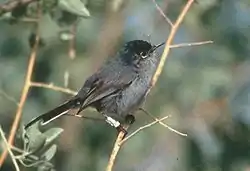 Bajasnerresmutte, Polioptila californica
