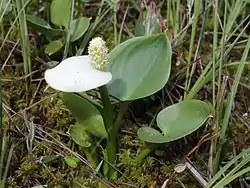 Kærmysse (Calla palustris)