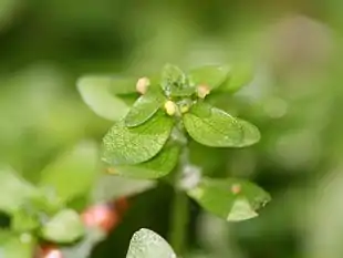 Rosetvandstjerne (Callitriche cophocarpa)Foto: Kristian Peters