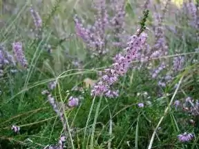 Hedelyng i blomstring.