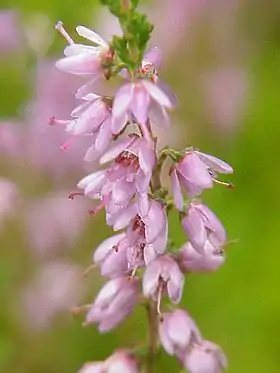 Blomsterne af Hedelyng (Calluna vulgaris) viser ligheder med Rododendron