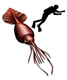 En kolosblækspruttesammenlignet med et menneske