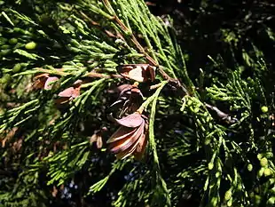 Californisk Flodceder (Calocedrus decurrens)
