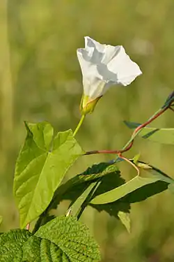 Gærdesnerle (Calystegia sepium).