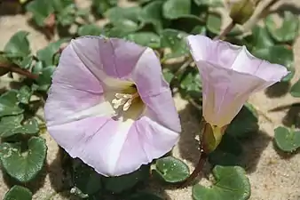 Stransnerle (Calystegia soldanella).