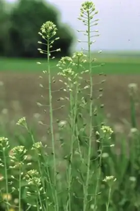 Sæddodder (Camelina sativa).