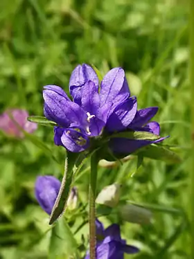 Nøgle-Klokke (Campanula glomerata).Foto:Hans Hillewaert