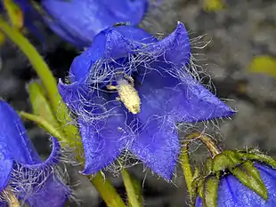 Skæg-Klokke (Campanula barbata) Foto: Hectonicus