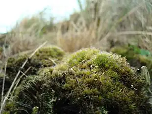 Stjernebredribbe Campylopus introflexus på Fanø