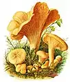 Almindelig kantarel (Cantharellus cibarius)