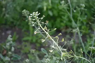 Hyrdetaske (Capsella bursa-pastoris).