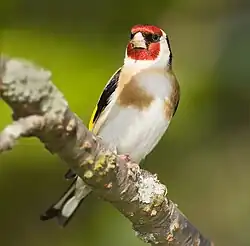 Stillits (Carduelis carduelis)