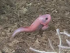 Careproctus ovigerus (unge)