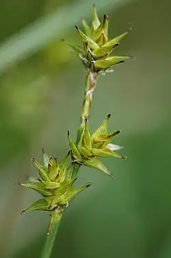 Blomsterstand af Stjernestar med to nedre, rent hunlige småaks og ét endestillet småaks med hanblomster forneden.