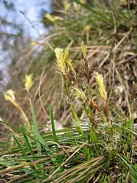 Jordstar (Carex humilis)Foto: Harald Berger