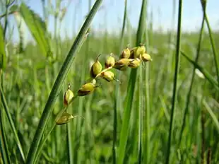 Hirsestar (Carex panicea) Foto: Pełnik