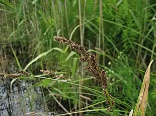 Blomsterstand af Topstar (Carex paniculata)