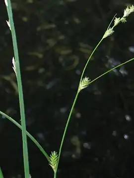 Akselblomstret star (Carex remota)Foto: Kristian Peters