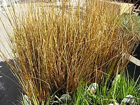 Brunbladet star (Carex buchananii)Foto: Stickpen