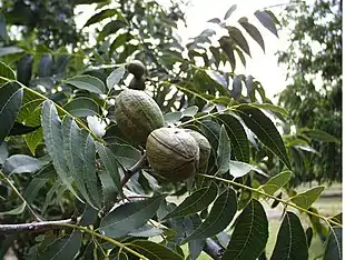Pekan (Carya illinoinensis) med frugter og løv. Foto: Brad Haire