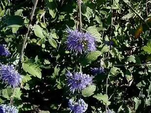 Blåskæg lever op til sit navn i september.