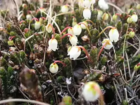 Kantlyng danner heder i den nordlige del af GrønlandFoto: Kim Hansen.