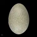Æg af Casuarius casuarius.