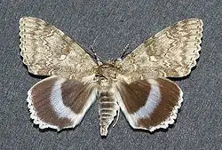 Catocala fraxini