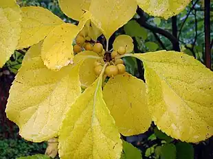 Høstfarve og frugter på Amerikansk Celaster (Celastrus scandens).