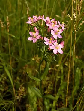 Mark-Tusindgylden (Centaurium erythraea)Foto: Hans Hillewaert